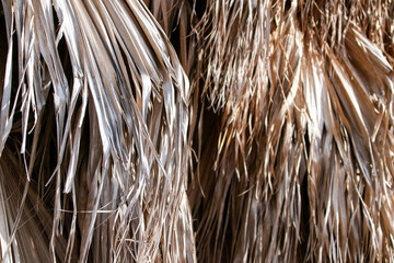 Close up of dry palm leaves. Abstract background and texture for design.