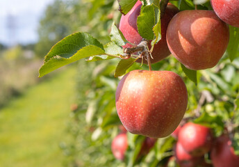 Reife Äpfel im Alten Land 