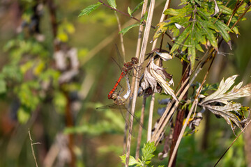 dragonflies mating on sunny autumn day