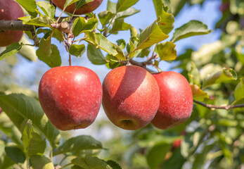 Reife Äpfel im Alten Land 