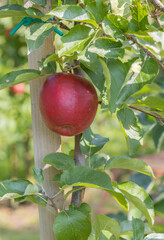 Reife Äpfel im Alten Land 