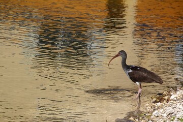 A bird stands by the water's edge, reflecting on the calm surface.