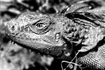 A close-up of a textured lizard's face in black and white, highlighting its features.