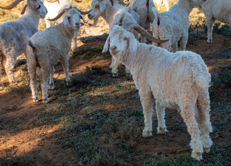 Angora goat rams (Capra aegagrus hircus) in a paddock near Banderas, Western Cape.