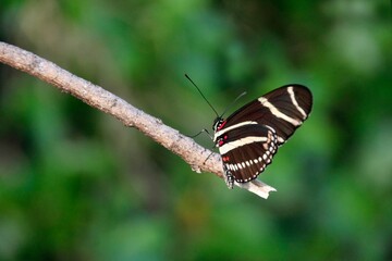 A butterfly perched on a branch, showcasing its striking black and white wings.