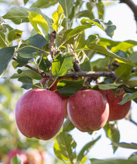 Reife Äpfel im Alten Land 