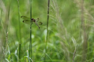A dragonfly perched on a blade of grass amidst lush green vegetation.