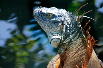 A close-up of a lizard with textured skin and vibrant colors, set against a blurred background.