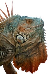 Fototapeta premium A detailed close-up of an iguana showcasing its textured skin and vibrant colors.
