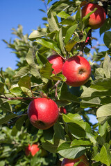 Reife Äpfel im Alten Land 