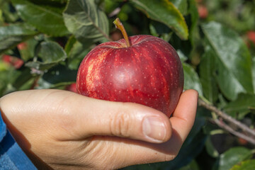 Reife Äpfel im Alten Land