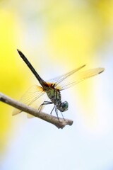 A close-up of a dragonfly perched on a branch against a blurred background.