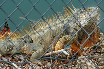 A close-up of an iguana resting behind a fence in a natural habitat.