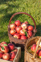 Reife Äpfel in Körben