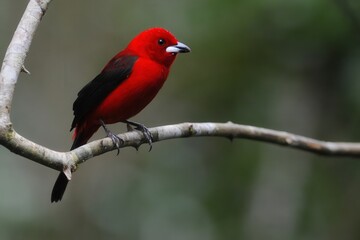 A vibrant red bird perched on a branch, showcasing its striking plumage in a natural setting.