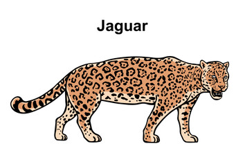Jaguar on a white background. Tropical big predatory cat. Wild animal with patterns on its skin. Vector isolated art illustration. Hand drawn outline