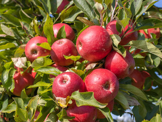 Reife Äpfel im Alten Land 