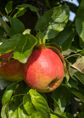 Reife Äpfel im Alten Land 