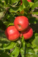 Reife Äpfel im Alten Land 