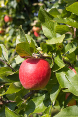 Reife Äpfel im Alten Land 