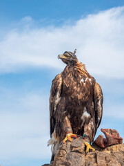 Portrait of a hunting golden eagle in a leather hat.