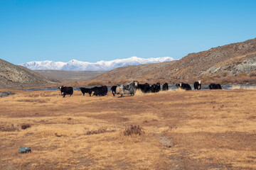 alpine autumn pasture with yaks
