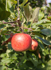 Reife Äpfel im Alten Land 
