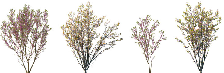 Set of 2 Cercis chinensis and 2 Malus micromalus blossoming trees isolated png on a transparent background perfectly cutout