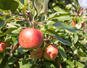 Reife Äpfel im Alten Land 