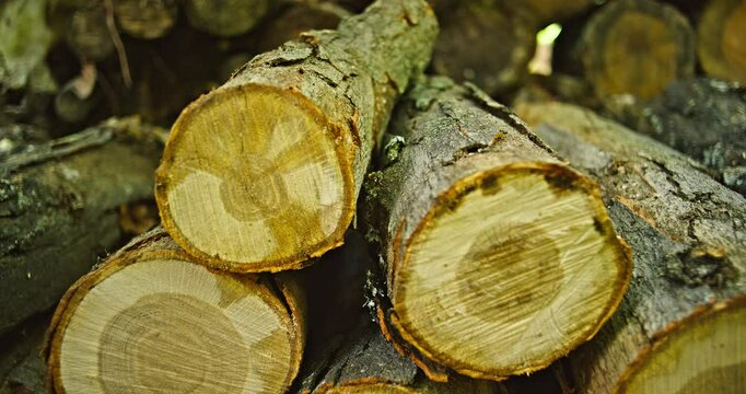 Close Up Logs Being Stacked