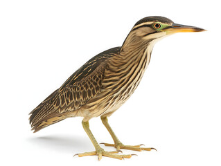 Obraz premium bittern on a white background
