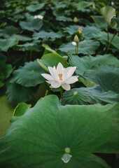 white lotus flower