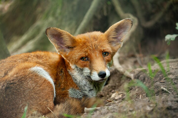 Fuchs schaut traurig in die Kamera. 