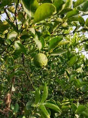 green Lemon fruit on plant or green Citrus limon fruit on plant in the garden.lemon fruit pattern on plant 