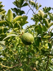 green Lemon fruit on plant or green Citrus limon fruit on plant in the garden.lemon fruit pattern on plant 