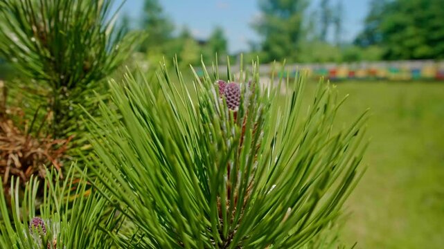 Discover the colorful hives nestled among tall grasses and trees, buzzing with life and activity
