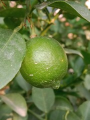 green Lemon fruit on plant or green Citrus limon fruit on plant in the garden.lemon fruit pattern...