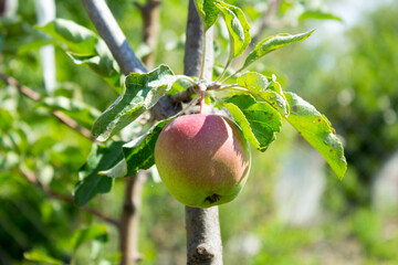 An apple on a tree.
