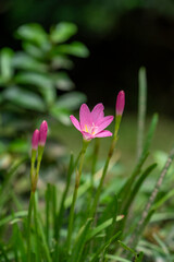 Fototapeta premium pink flower