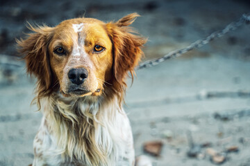 Chained Dog