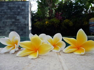 Beautiful tropical blossoming flowers. Background or wallpaper texture.