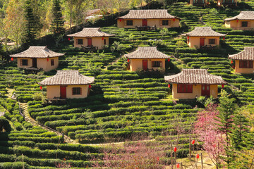 View onto traditional chinese houses surrounded by a lush tea plantation in the village of Ban Rak Thai, Mae Aw, close to the border to Myanmar, Mae Hong Son Loop, Thailand