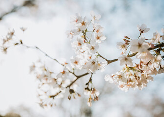 blossom in spring