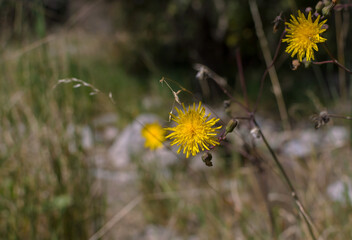 wild yellow flowers on a sunny day on a blurred background
