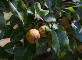 small wild pears on a branch in the sunlight