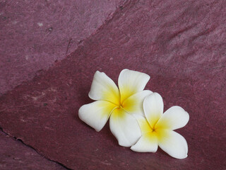 Beautiful flowers isolated. Use for advertising, banner...