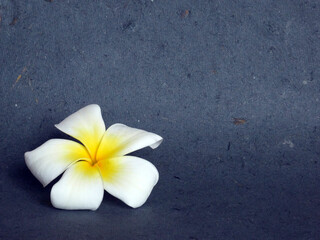 Beautiful flowers isolated. Use for advertising, banner...