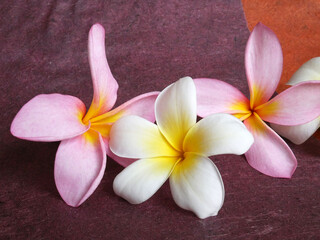 Beautiful flowers isolated. Use for advertising, banner...