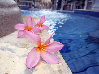 Bali paradise flowers colorful, ideal for spa, massage or background