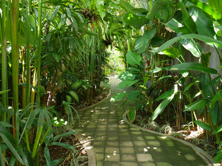 Tropical jungle with path in Indonesia